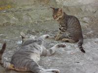 Miau &ndash; &copy; Elisabeth Fox-Maerki (Eberhardt TRAVEL)
