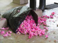 gepflückte Rosen &ndash; &copy; Kathrin Mickan (Eberhardt TRAVEL)