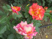 Rosen &ndash; &copy; Kathrin Mickan (Eberhardt TRAVEL)