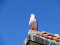 Nessebar Bewohner &ndash; &copy; Kathrin Mickan (Eberhardt TRAVEL)
