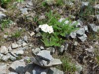 Bulgarien, Wanderung Rila Seen, Schafgarbe &ndash; &copy; Ria Heilmann (Eberhardt TRAVEL)