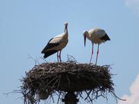 Storchennest &ndash; &copy; Julian Bartsch (Eberhardt TRAVEL)