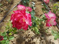Darmascena Rose  &ndash; &copy; Petra Hady (Eberhardt TRAVEL)