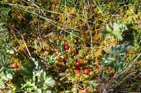 Moosbeeren