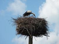 Storchennest &ndash; &copy; Steffi Zimmermann (Eberhardt TRAVEL)