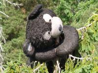 Braunbär