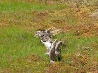 Moorlandschaft &ndash; &copy; Steffi Zimmermann (Eberhardt TRAVEL)