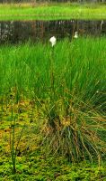 Wollgras im Lahemaa Nationalpark &ndash; &copy; Simone Willner (Eberhardt TRAVEL)