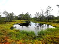 Lahemaa Nationalpark, im Moor unterwegs &ndash; &copy; Simone Willner (Eberhardt TRAVEL)