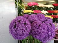 Blumen am Markt &ndash; &copy; Marieta Beck (Eberhardt TRAVEL)