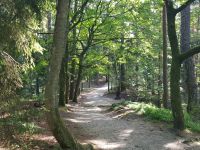 Kurische Nehrung-1. Wanderung im Hexenwald(4).jpg &ndash; &copy; Steffi Lambrecht (Eberhardt TRAVEL)