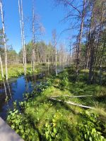 Lahemaa NP Moor Viru Rabu &ndash; &copy; Steffi Zimmermann (Eberhardt TRAVEL)