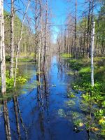 Lahemaa NP Moor Viru Rabu &ndash; &copy; Steffi Zimmermann (Eberhardt TRAVEL)