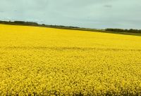 Weite Rapsfelder &ndash; &copy; Carmen Kiefer (Eberhardt TRAVEL)