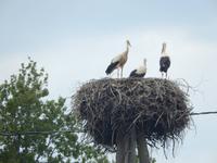 Storchennest &ndash; &copy; Rico Manns (Eberhardt TRAVEL)