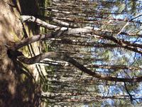 Ostpreussen_kurische_Nehrung_russisch_tanzender_Wald (4) &ndash; &copy; Andreas Höhn (Eberhardt TRAVEL)