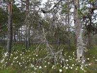 Lahemaa-Nationalpark  &ndash; &copy; Hans-Joachim Trutz (Eberhardt TRAVEL)