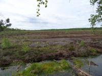Lahemaa-Nationalpark , Torfabstichgebiet &ndash; &copy; Hans-Joachim Trutz (Eberhardt TRAVEL)