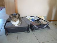 Baltikum, Kater Biene empfängt sein Frauchen &ndash; &copy; Ria Heilmann (Eberhardt TRAVEL)