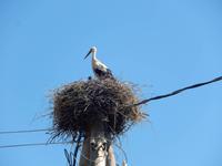 Storchennest