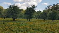 Obstwiese &ndash; &copy; Kristina Hesse (Eberhardt TRAVEL)