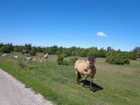 Insel Saaremaa