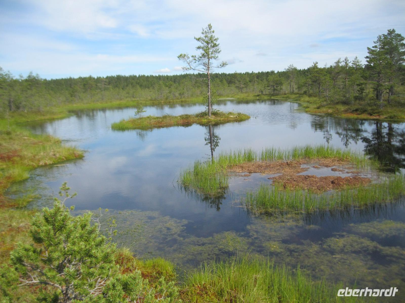 Moor &ndash; &copy; Kerstin Veit (Eberhardt TRAVEL)