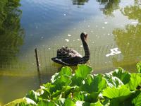 schwarzer Schwan