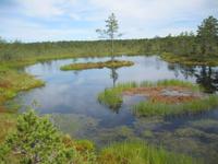 Moor &ndash; &copy; Kerstin Veit (Eberhardt TRAVEL)