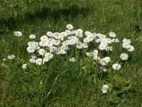 DSCN0839  Flora &ndash; &copy; Kerstin Veit (Eberhardt TRAVEL)