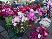 DSCN0971 Blumen Markt &ndash; &copy; Kerstin Veit (Eberhardt TRAVEL)