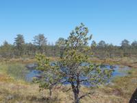 DSCN1112NP Lahemaa &ndash; &copy; Kerstin Veit (Eberhardt TRAVEL)