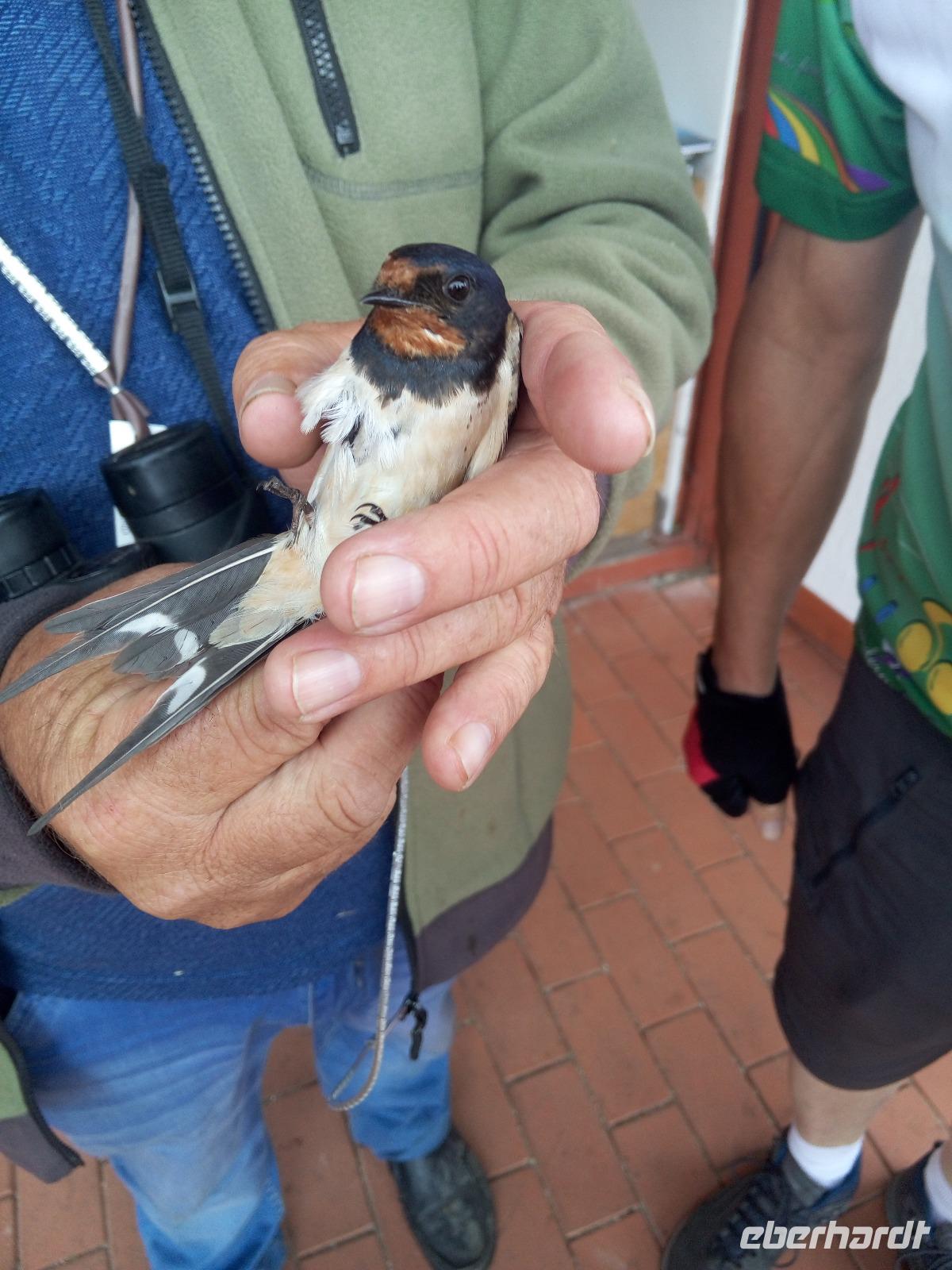 Ein Vogel &ndash; &copy; Ksenia Parfenova (Eberhardt TRAVEL)