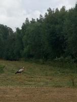 Ein Storch &ndash; &copy; Ksenia Parfenova (Eberhardt TRAVEL)