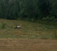 Storch &ndash; &copy; Ksenia Parfenova (Eberhardt TRAVEL)