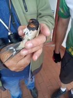 Ein Vogel