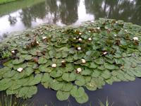 Wasserlilien &ndash; &copy; Ksenia Parfenova (Eberhardt TRAVEL)