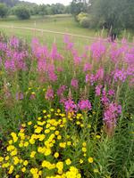 Blumen