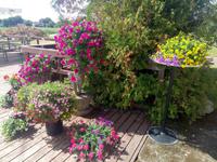 Blumen &ndash; &copy; Ksenia Parfenova (Eberhardt TRAVEL)