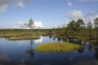Hochmoor Viru Raba &ndash; &copy; Annett Müller (Eberhardt TRAVEL)