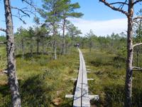 Estland_Laheema_Nationalpark_Moor (1) &ndash; &copy; Andreas Höhn (Eberhardt TRAVEL)