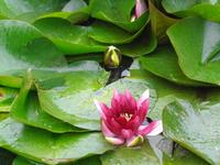 Seerose &ndash; &copy; Marcus Richter (Eberhardt TRAVEL)