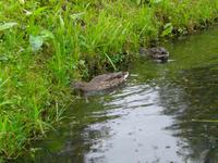 Enten &ndash; &copy; Marcus Richter (Eberhardt TRAVEL)