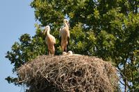 Storchenhorst &ndash; &copy; Katja Neumann (Eberhardt TRAVEL)