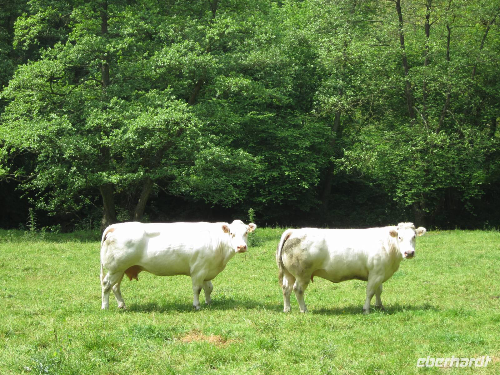 Kuhschweine &ndash; &copy; Gisela Gerlach (Eberhardt TRAVEL)