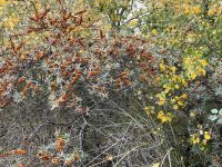 Sanddorn &ndash; &copy; Ina Lakermann (Eberhardt TRAVEL)