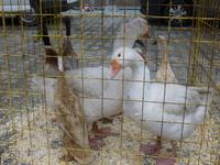 Gent, Vogelmarkt &ndash; &copy; Grit Wendelberger (Eberhardt TRAVEL)