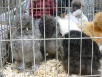 Gent, Vogelmarkt &ndash; &copy; Grit Wendelberger (Eberhardt TRAVEL)