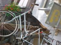 Amsterdam &ndash; &copy; Grit Wendelberger (Eberhardt TRAVEL)