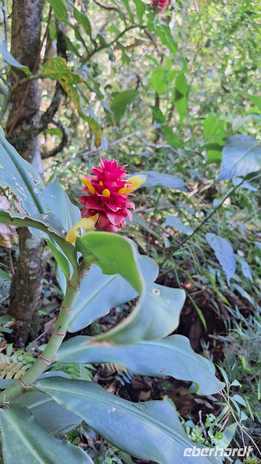 Wanderung im Amboro Nationalpark mit Guide Rocky &ndash; &copy; Sinah Witzig (Eberhardt TRAVEL)